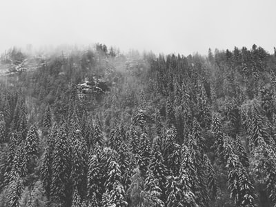 规模灰色摄影的松树森林
